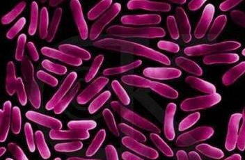 全自动白带91视频免费版黄色针对白带常规检查球菌和杆菌